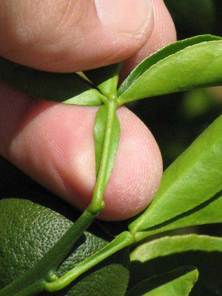              Petiole (Riverside, CA)       